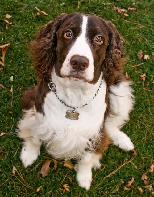 bailey-in-grass1 bailey-in-grass1